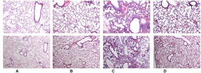 Hydrostatin-SN1, a Sea Snake-Derived Bioactive Peptide, Reduces Inflammation in a Mouse Model of Acute Lung Injury